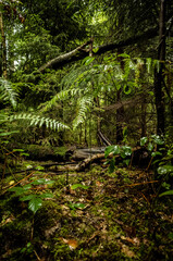 Obraz premium forest in the forest
