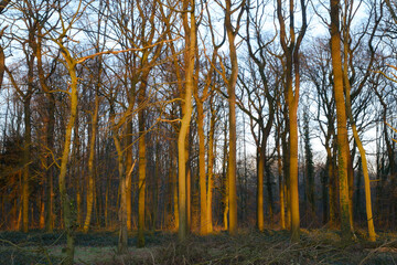 Buchenwald im Abendlicht, Nordrhein-Westfalen, Deutschland, Europa