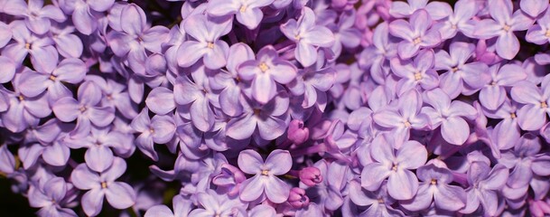 Lilac flowers, selective focus. Spring background - 491999625