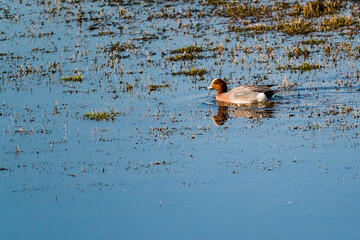 Male wigeon (Anas penelope) duck floating on water in a lake