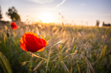 field of poppies
