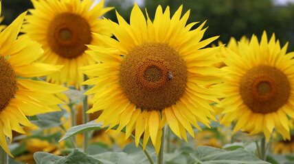 Fototapeta premium Tournesol 6