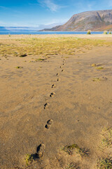 Landscape at low tide, footprints in wet sand, Tanamunningen nature reserve in the mouth of the Teno aka Tana river, Finnmark, Norway