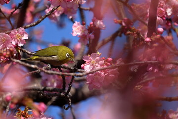 桜の枝にとまるメジロ　河津桜　（高知県　高知市　大津食品団地）