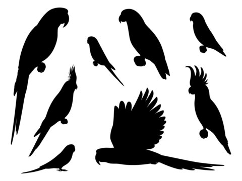 Set of silhouette parrots
