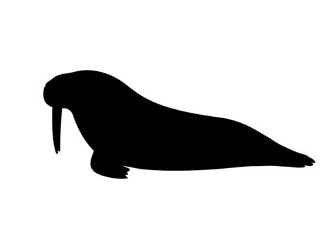 recommend clip art: Silhouette of a walrus with tusks
