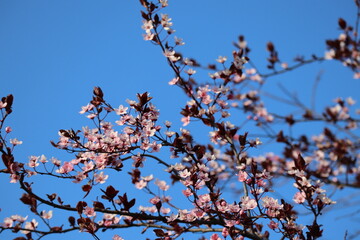 fleurs rose du printemps