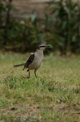 calandria erect, walking through the grass