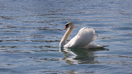 Cygne 2