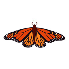 Fototapeta na wymiar Monarch butterfly isolated vector illustration. Solitary Lepidoptera insect with beautiful wings. Symmetric macro butterfly sits