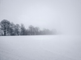 Fototapeta premium snow covered trees