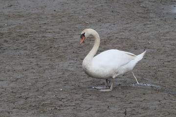 Cygne a Verbois 8