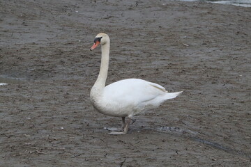 Cygne a Verbois 7