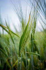 Fototapeta premium green wheat field