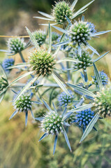 thistle in the field