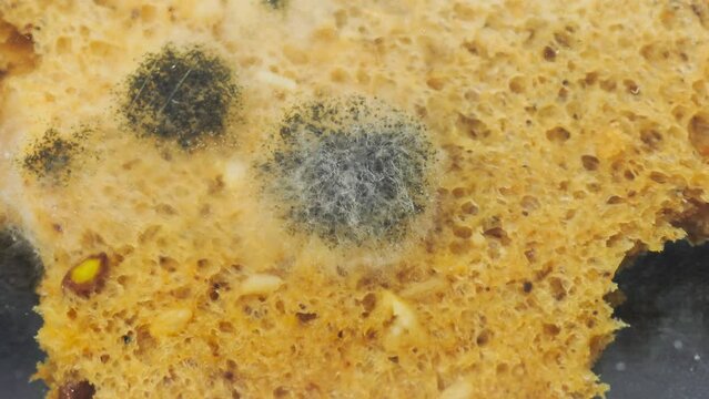 Black mold grows on bread close-up. Mushroom development on old bread