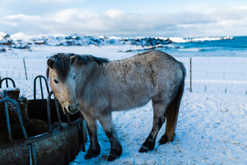 stado koni na zaśnieżonym pastwisku na Lofotach w Norwegii u wybrzeży Morza Norweskiego, konie rasy islandzkiej 