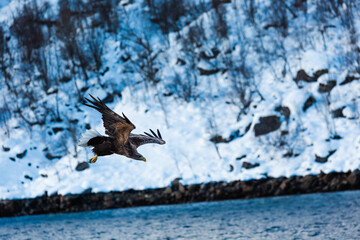 Piękne ujęcia polujących dzikich orłów u wybrzeży Lofotów, Norwegia, orły polują na ryby w morzu Norweskim - obrazy, fototapety, plakaty