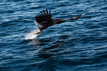 Piękne ujęcia polujących dzikich orłów u wybrzeży Lofotów, Norwegia, orły polują na ryby w morzu Norweskim