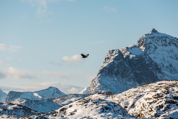 Dziki orzeł poluje u wybrzeży Lofotów w Norwegii, w tle piękne góry i niebieskie niebo