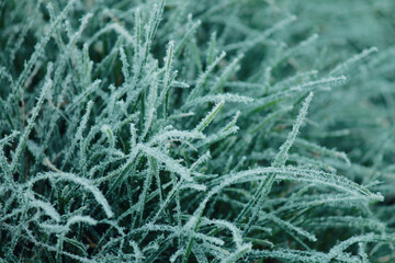 detailer closeup with frost on grass 