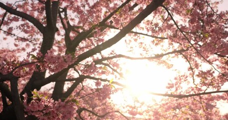 Bloom pink cherry blossoms tree - Powered by Adobe