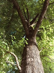 Fototapeta premium Tall tree in wilderness 