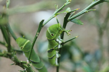 アゲハ蝶の幼虫
