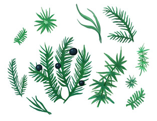 Naklejka premium forest plant. asparagus . Black berries