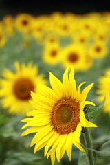 咲き誇る満開のひまわり
