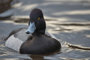 Drake Greater scaup,(Aythya marila)