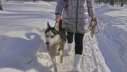 Woman and small child walking running in winter forest with of husky dog. Young mother with daughter in park with huskies dog. Friendship pet and human. Siberian husky dog in snow winter nature.