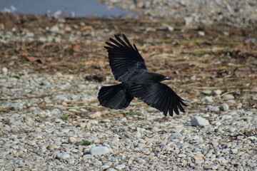 corbeau