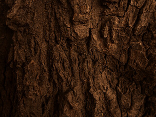 Bark of a tree texture.  Close Up dark view of wooden bark on Tree Stump. Old tree, Nature Art