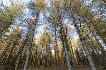 pine forest in the mountains of the basque country