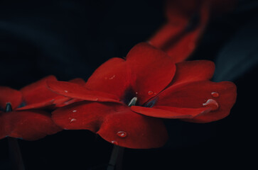 Flor roja terciopelo con gotas de agua
