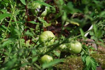 Large green tomatoes on a branch. On a green branch of a bush under the rays of the sun, large vegetables, tomatoes, hang. They are still green light, on them are drops of water after the rain.