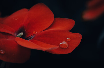 Flor roja terciopelo con gotas de agua