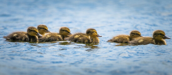 Entenküken alleine im Wasser