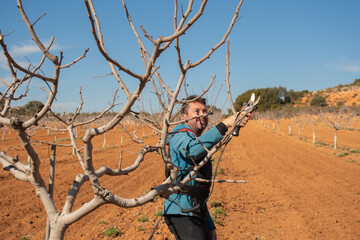 young man working in the field pruning fruit trees. the soil is reddish in color. non-professional...