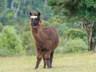 Llama on the grasslands near Puñihuil cove, Chiloe Island, Northern Patagonia, Chile.