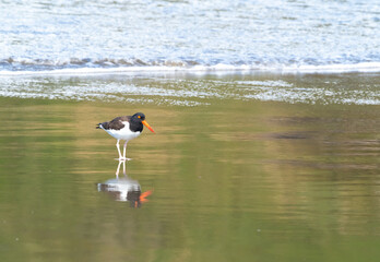 Magellanic oystercatcher (Haematopus leucopodus), Puñihuil cove, Chiloe Island, Northern Patagonia, Chile.