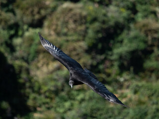 Black vulture (Coragyps atratus) in flight, Puñihuil cove, Chiloe Island, Northern Patagonia, Chile.