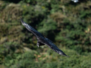 Black vulture (Coragyps atratus) in flight, Puñihuil cove, Chiloe Island, Northern Patagonia, Chile.