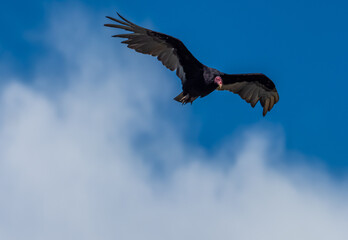 Turkey vulture in flight, Puñihuil cove, Chiloe Island, Northern Patagonia, Chile.