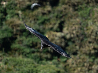 Black vulture (Coragyps atratus) in flight, Puñihuil cove, Chiloe Island, Northern Patagonia, Chile.