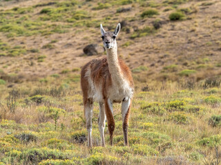 Torres del Paine National Park, southern Patagonia, Magallanes, Chile