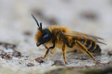 Closeup on a female Yeloow legged mining bee, Andrena flavipes , sitting on a piece of wood