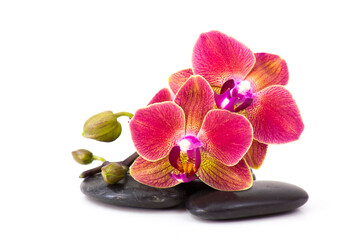 Naklejka premium colorful orchid and massage stones on white background