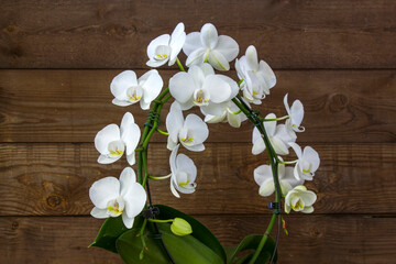 Beautiful white orchid - phalaenopsis